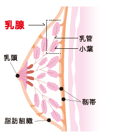 乳がんとは